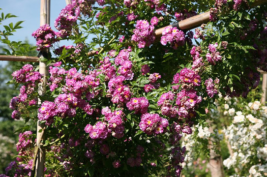 Richard Huber AG-Dottikon必去景点