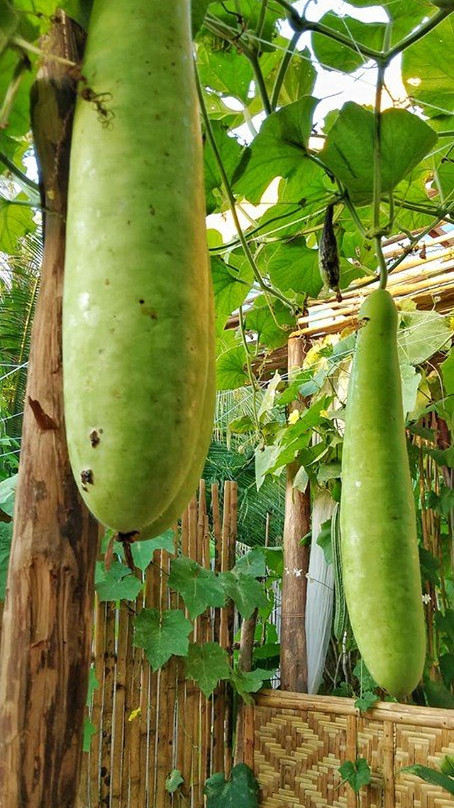 Calicoan Island-Samar Island必去景点