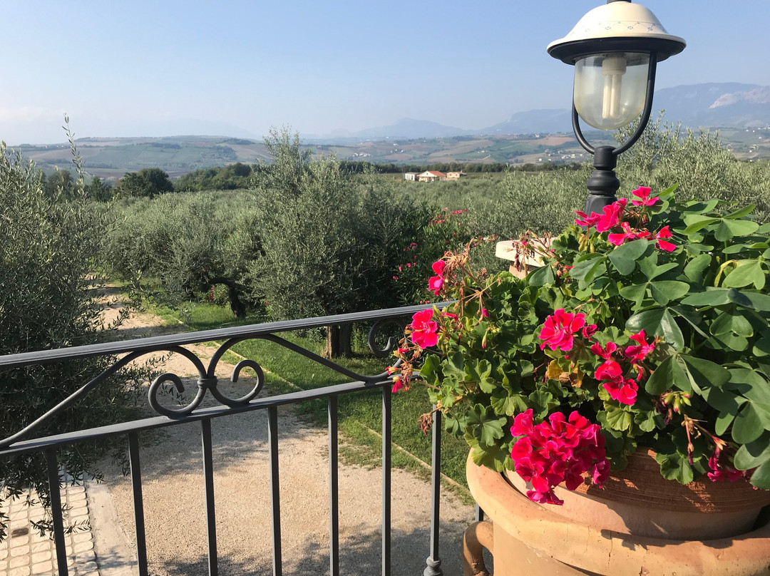 Agriturismo Olivuccia主图