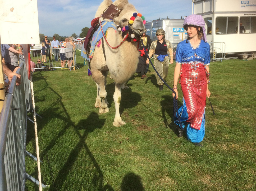 Joseph's Amazing Camels-Idlicote必去景点