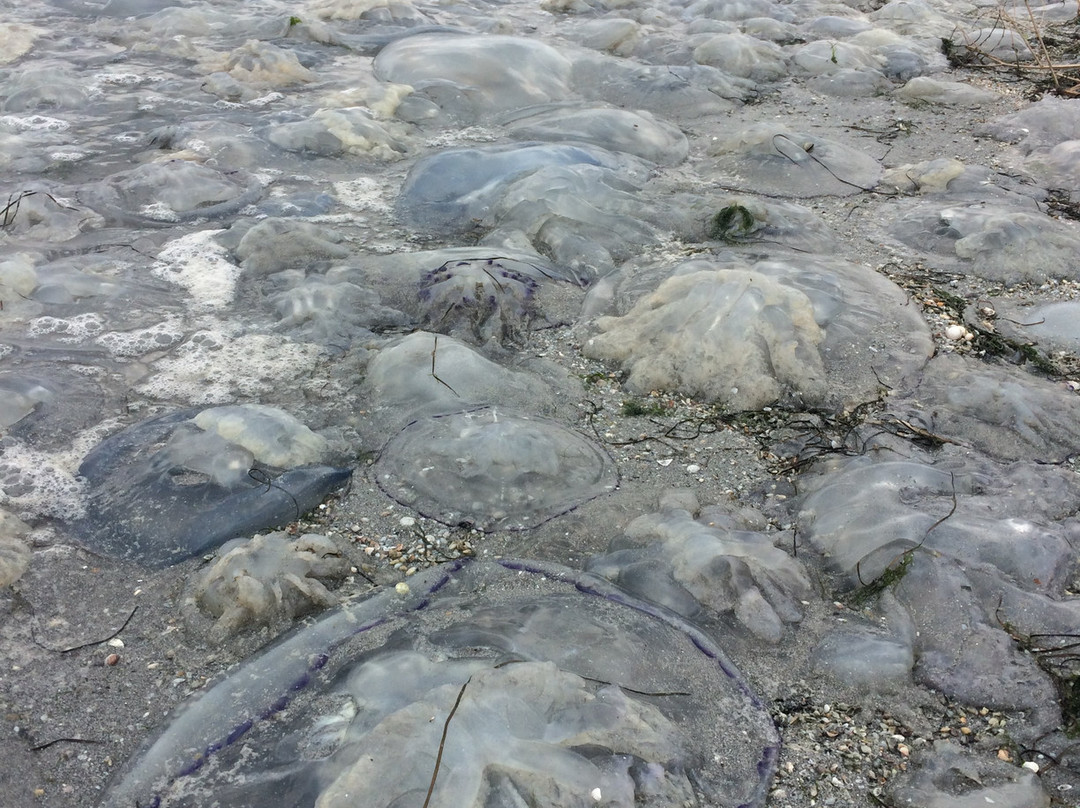 Beach Tatarka景点图片