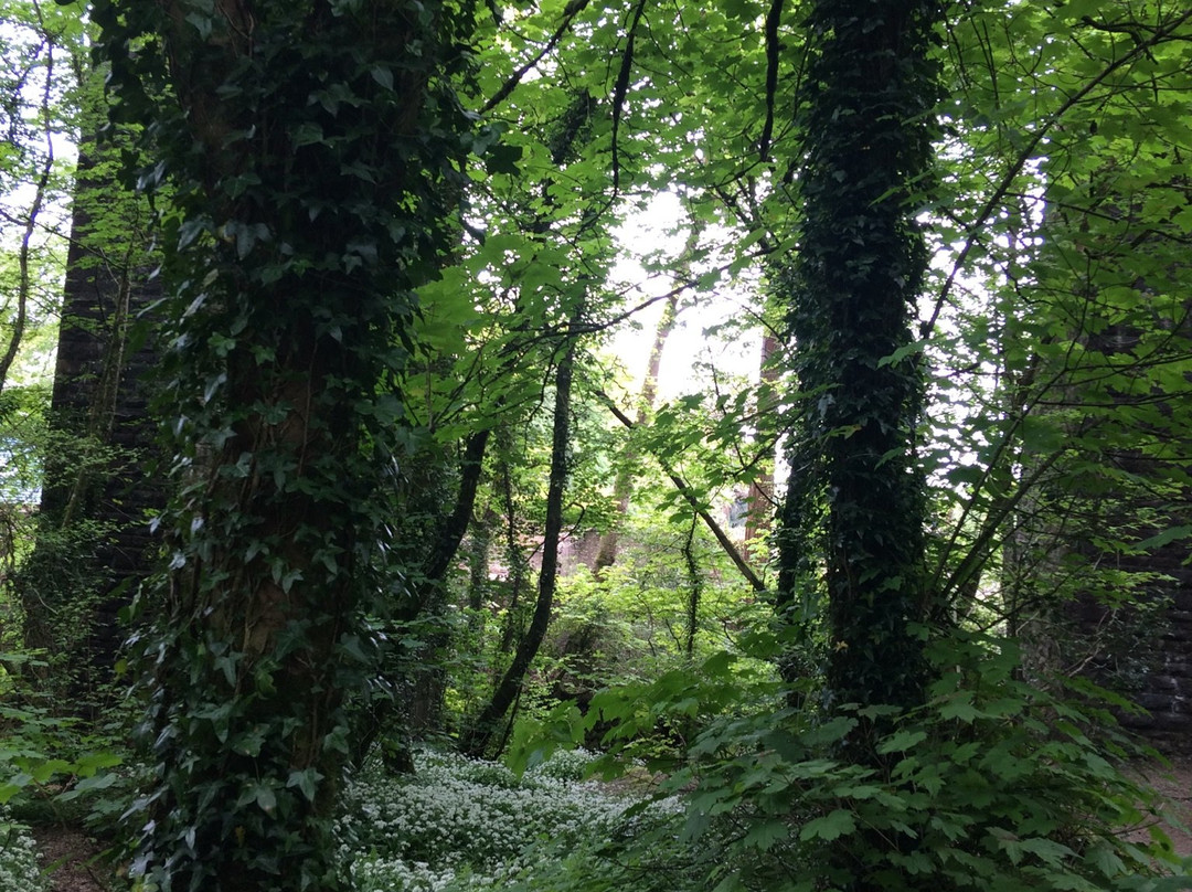 Long Timber Woods-Ivybridge必去景点