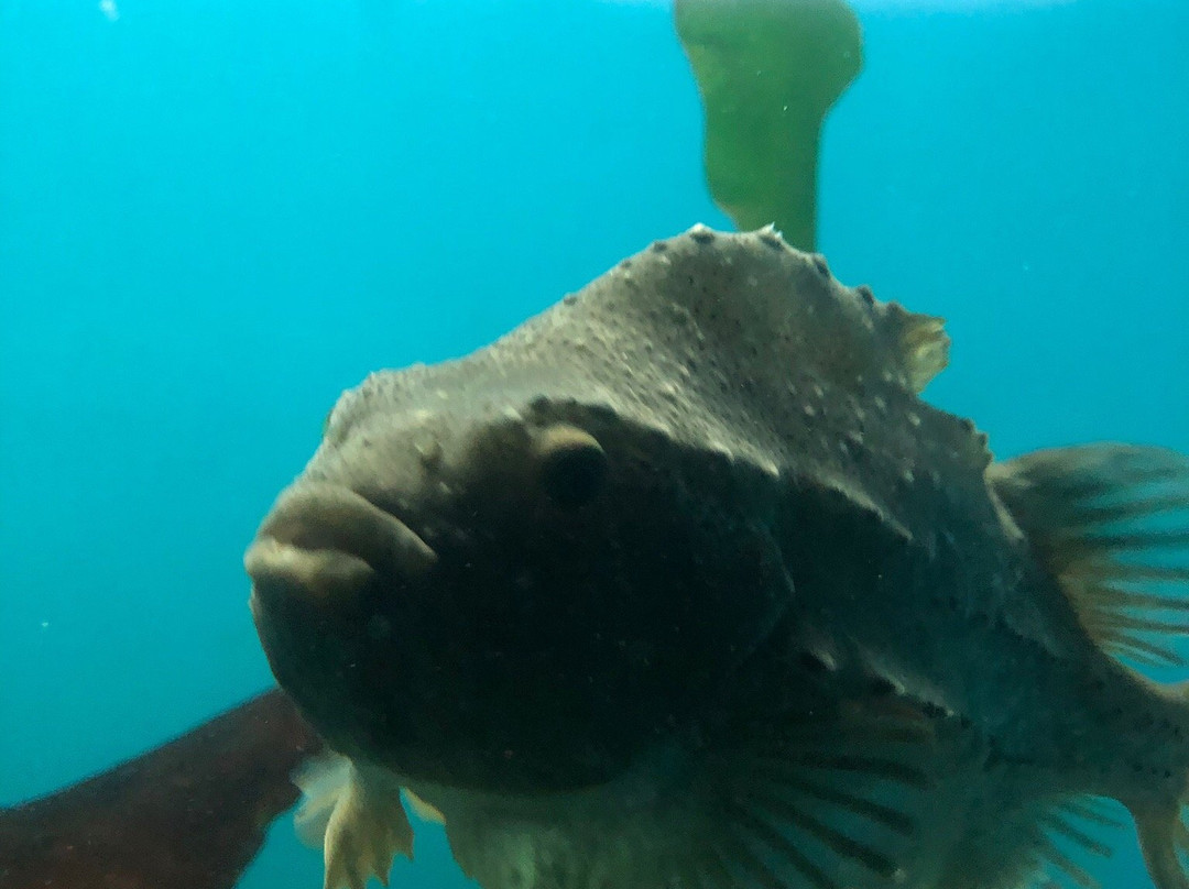 New Brunswick Aquarium and Marine Centre-Shippagan必去景点