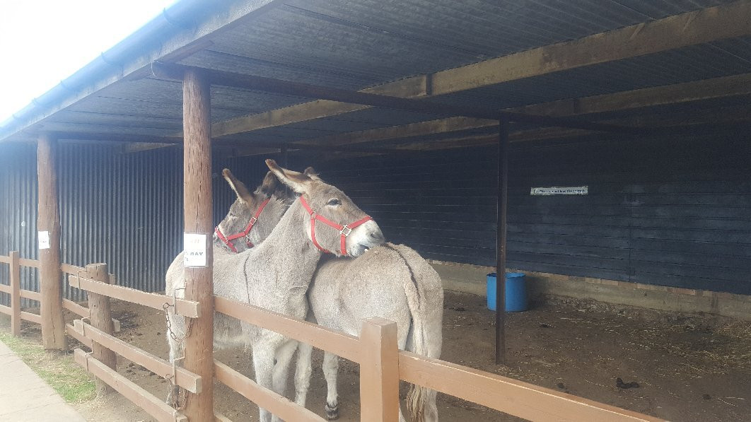 Hillside Animal Sanctuary景点图片