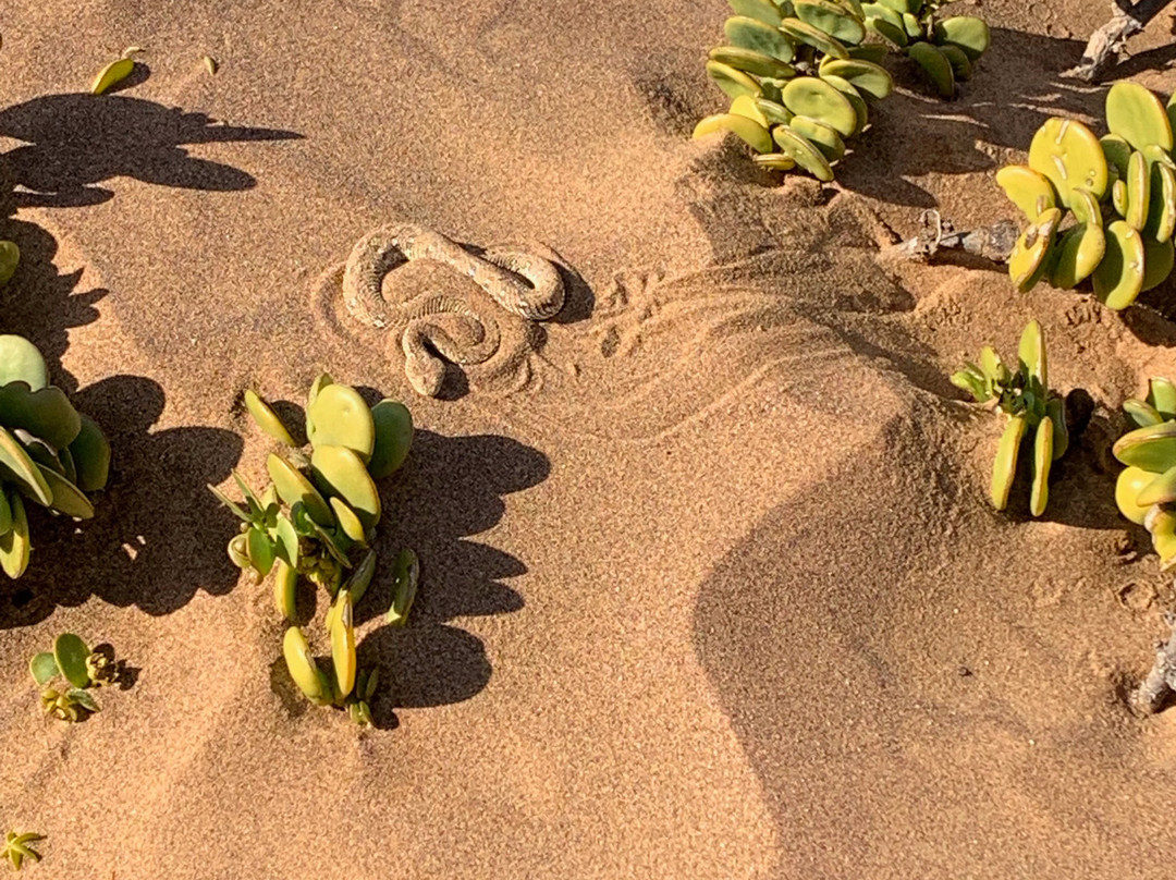 Charly's Desert Tours景点图片