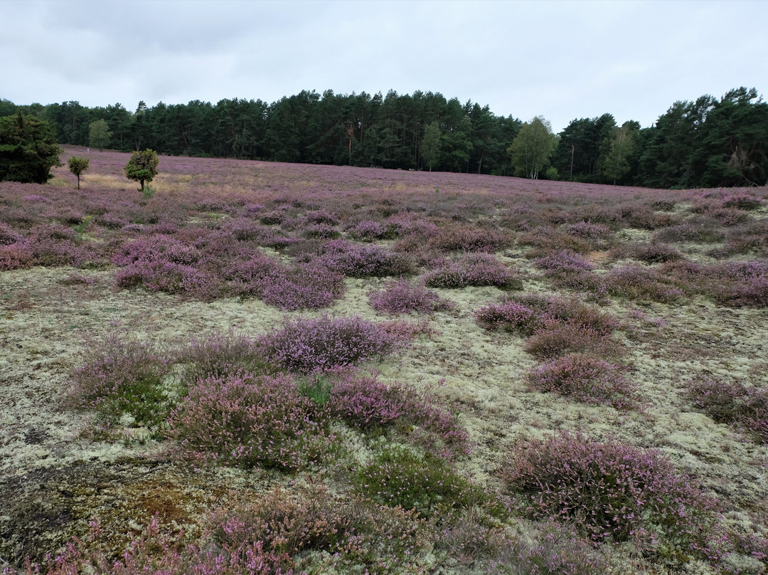 Klein Büenstorfer Heide-巴特贝文森必去景点