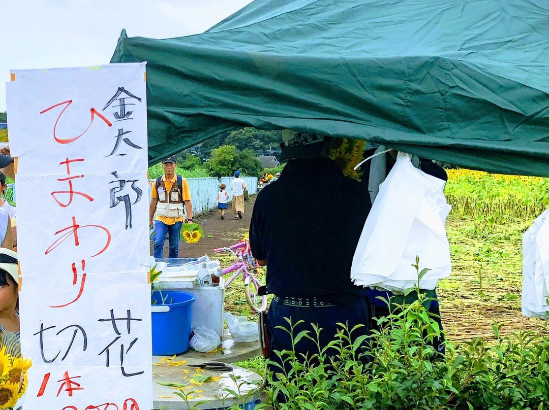 Kiyose Sunflower Farm-清濑市必去景点