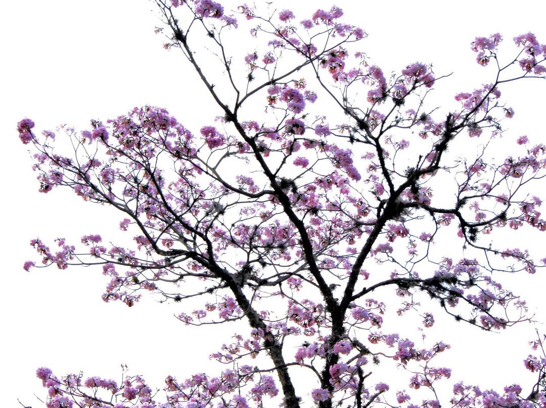 La Ruta de la Miel-Quipile必去景点