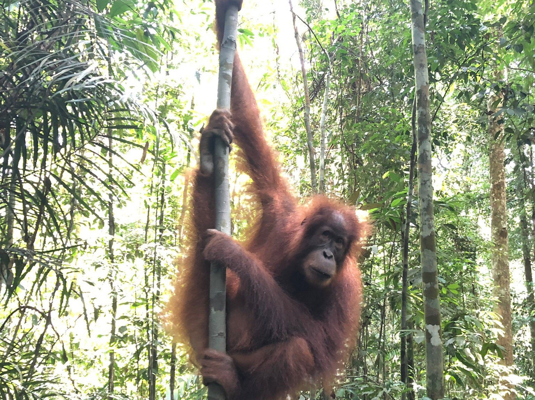 Sumatra Orangutan Tour-棉兰必去景点