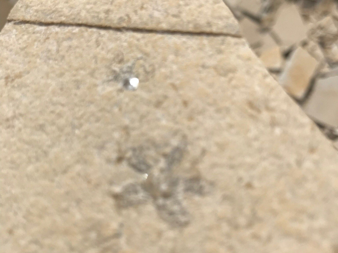 Fossiliensteinbruch Blumenberg-艾希施泰特必去景点