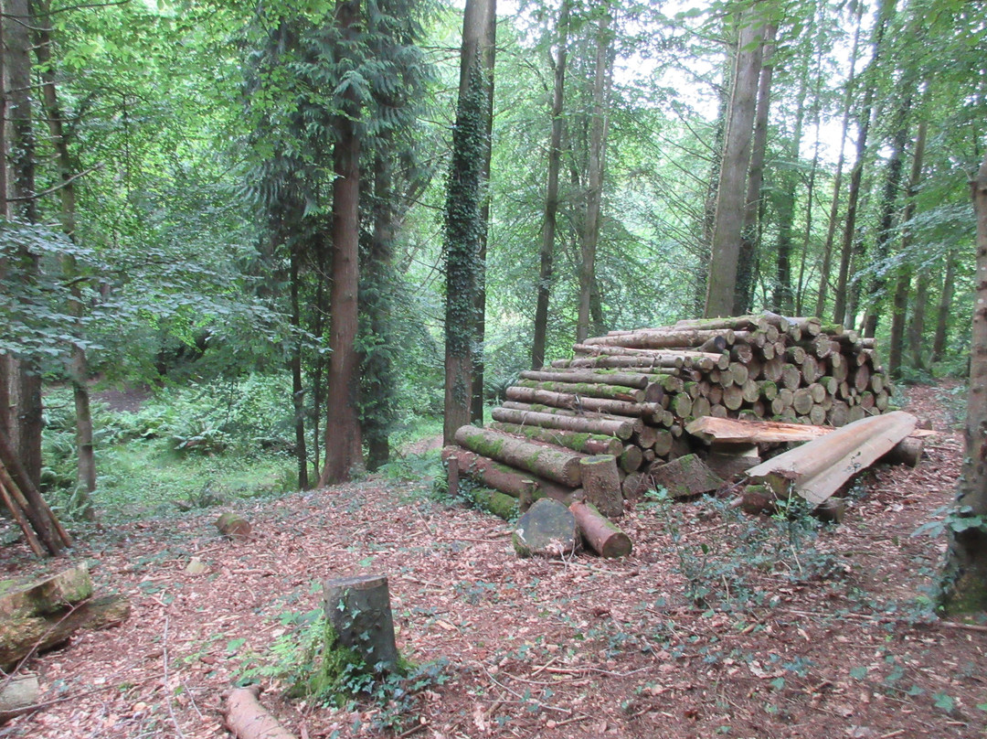 Holyford Woods Local Nature Reserve-Colyford必去景点