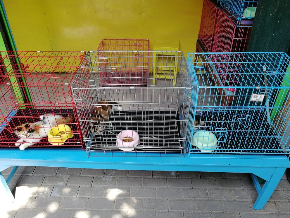 Yogyakarta Bird Market-日惹必去景点