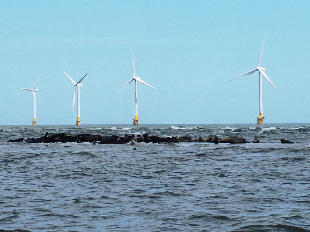 Seal Trips at Yarmouth-大雅茅斯必去景点