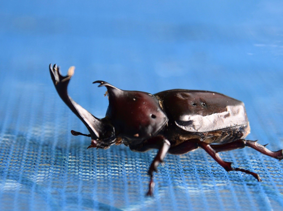 Arakawa Shizen Park-荒川区必去景点
