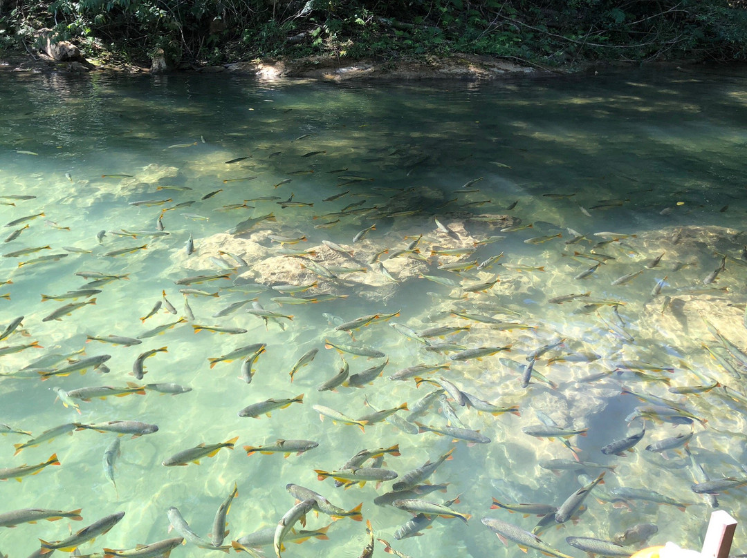 Cachoeiras do Rio do Peixe-Rio Negro必去景点
