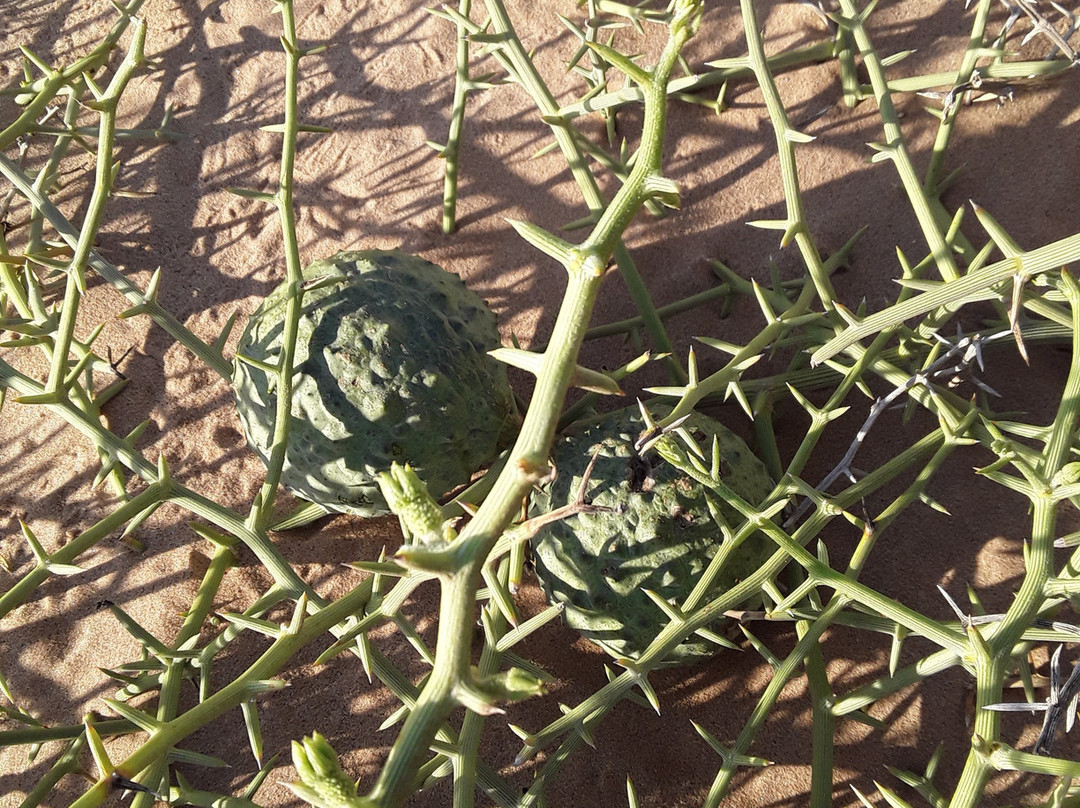 Sandwich Harbour 4x4-华维斯湾必去景点