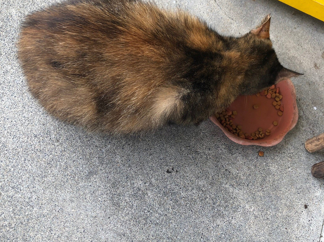 Azama Boat Shelter-南城市必去景点