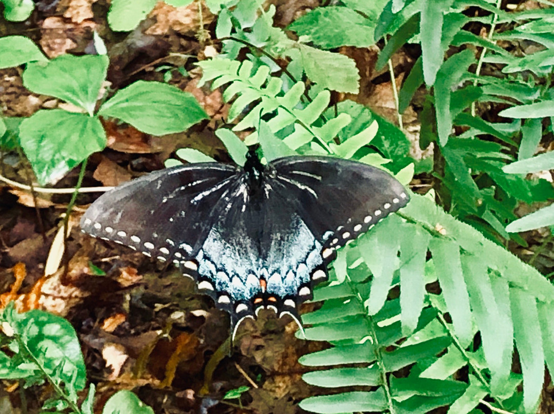 Elachee Nature Science Center-盖恩斯维尔必去景点