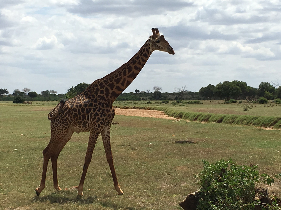 Tsavo Trails- Day Tours-迪亚尼必去景点