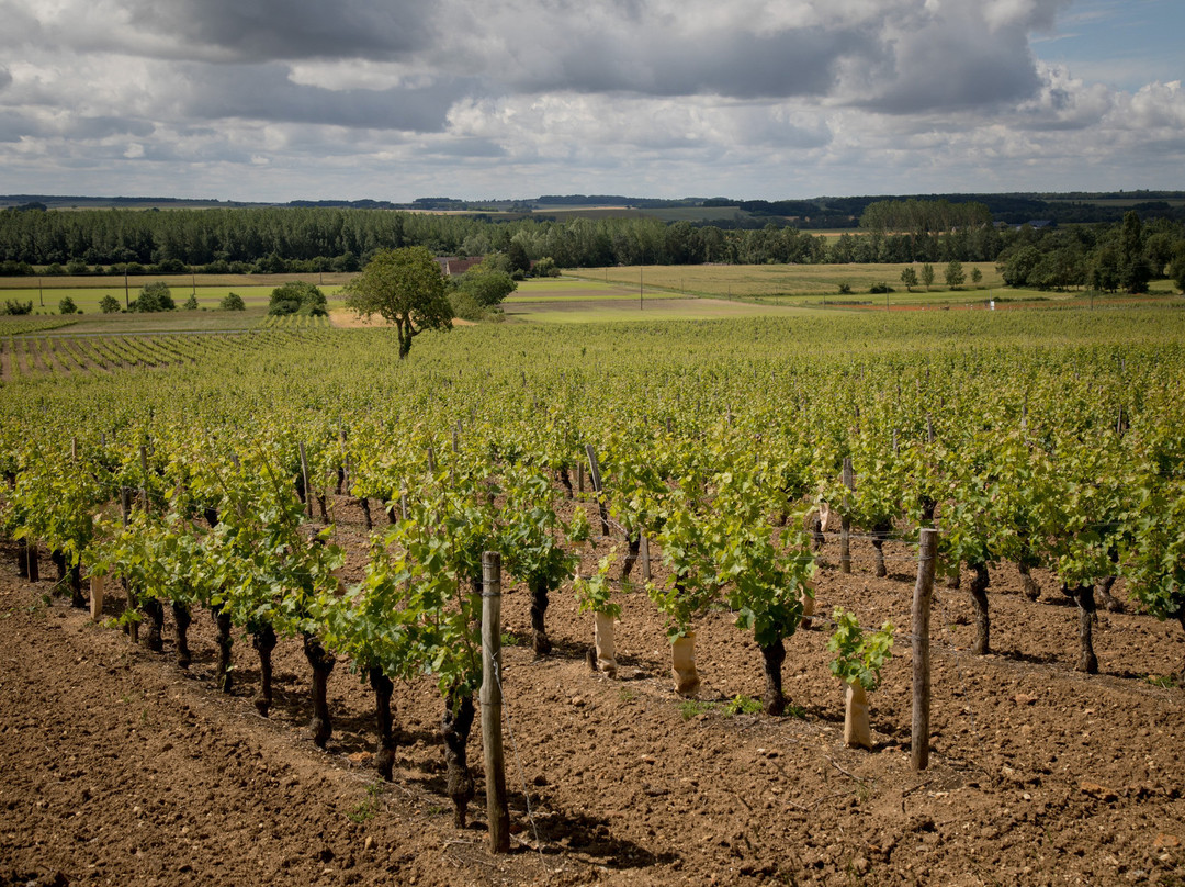 Domaine Charles Pain景点图片