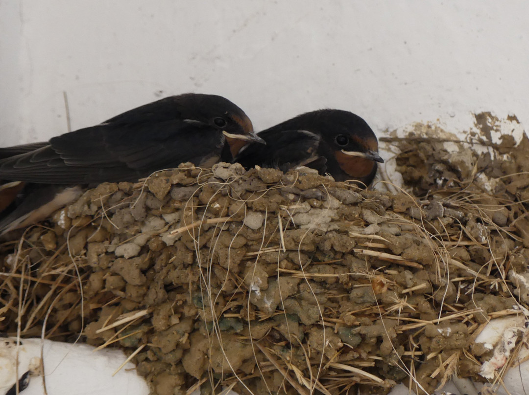 Hostal Los Jerezanos主图