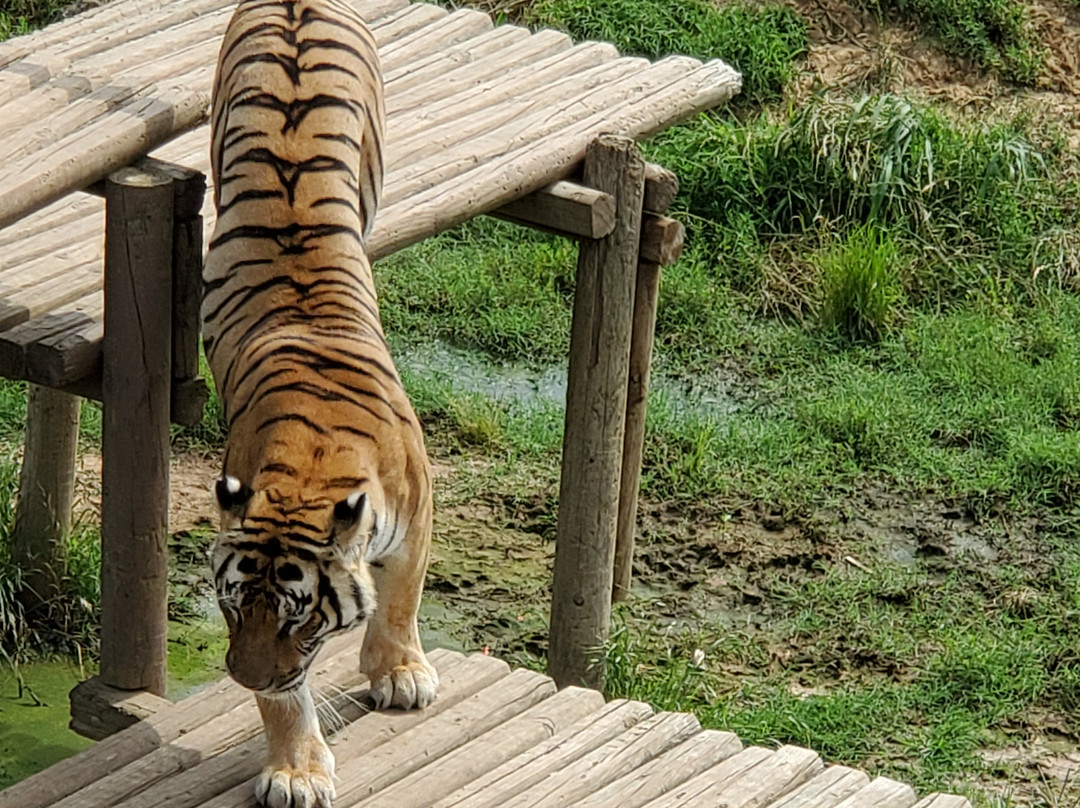 Greater Wynnewood Exotic Animal Park-Wynnewood必去景点