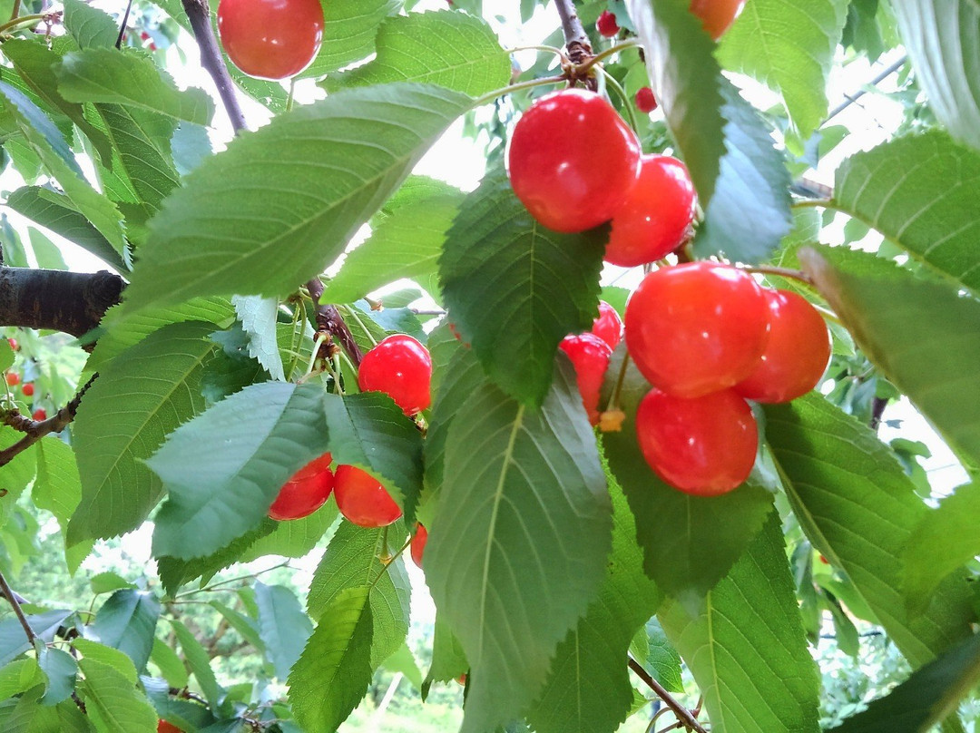 Yamagata Cherry Land and Kaminoyama Tourism Fruit Garden-上山市必去景点