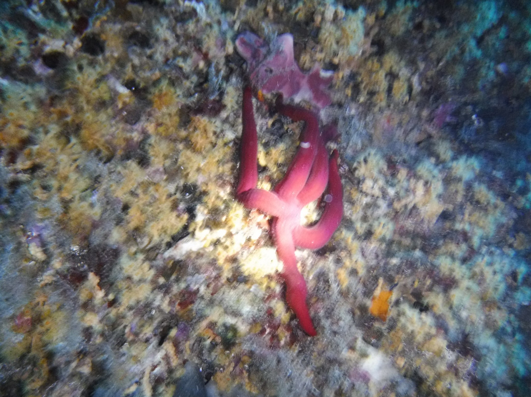 Diving Nettuno-马萨卢布伦塞必去景点