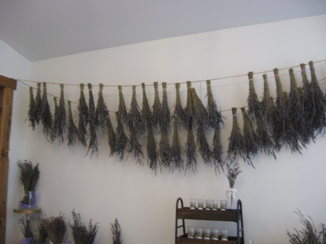 Lavender Oaks Farm-教堂山必去景点