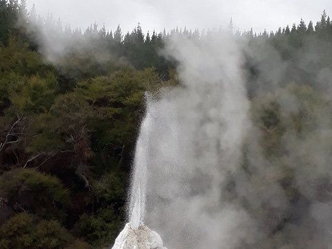 Lady Knox Geyser-罗托鲁瓦必去景点