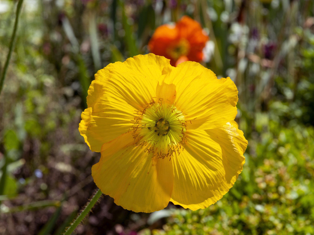Jardin des Plantes景点图片