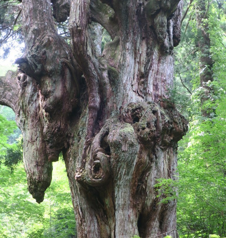 Iwakura no Chibusa Sugi-隐岐之岛町必去景点