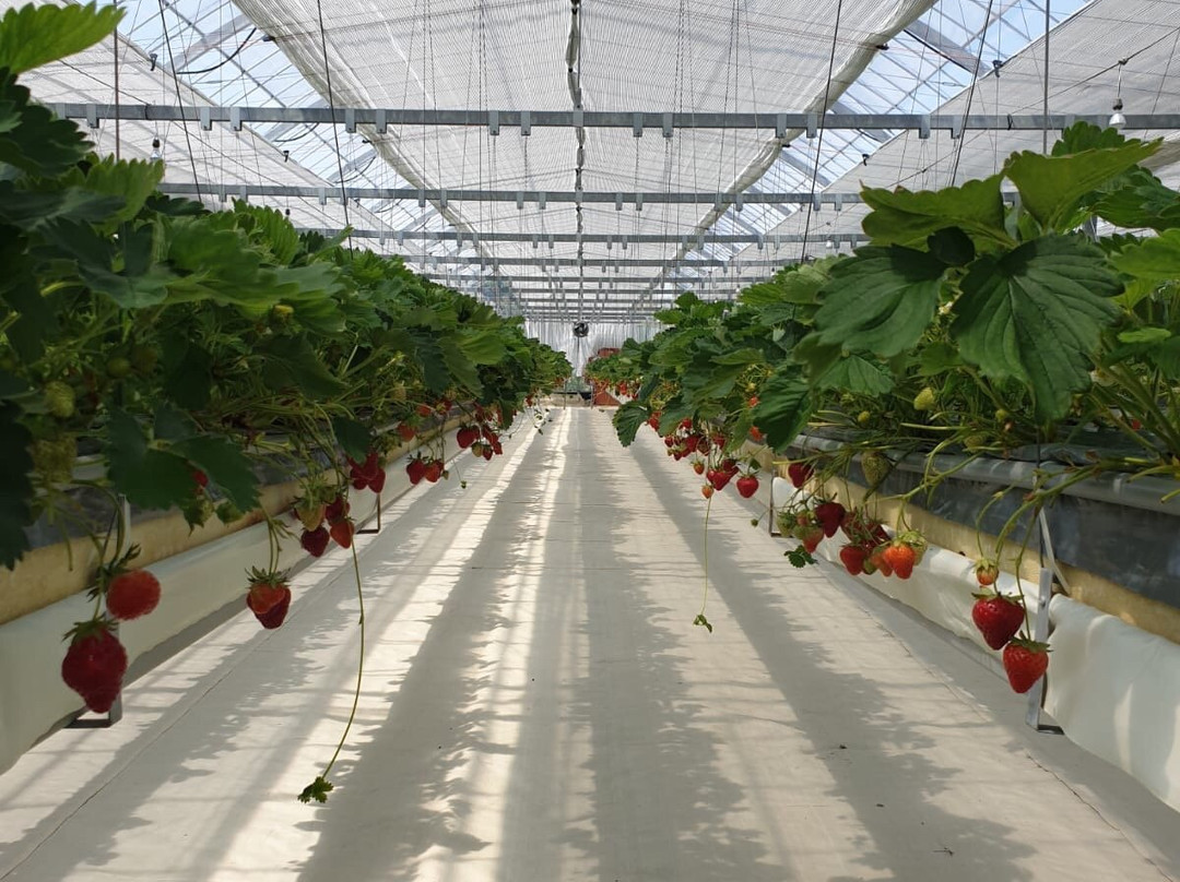 Strawberry Farm Haru景点图片