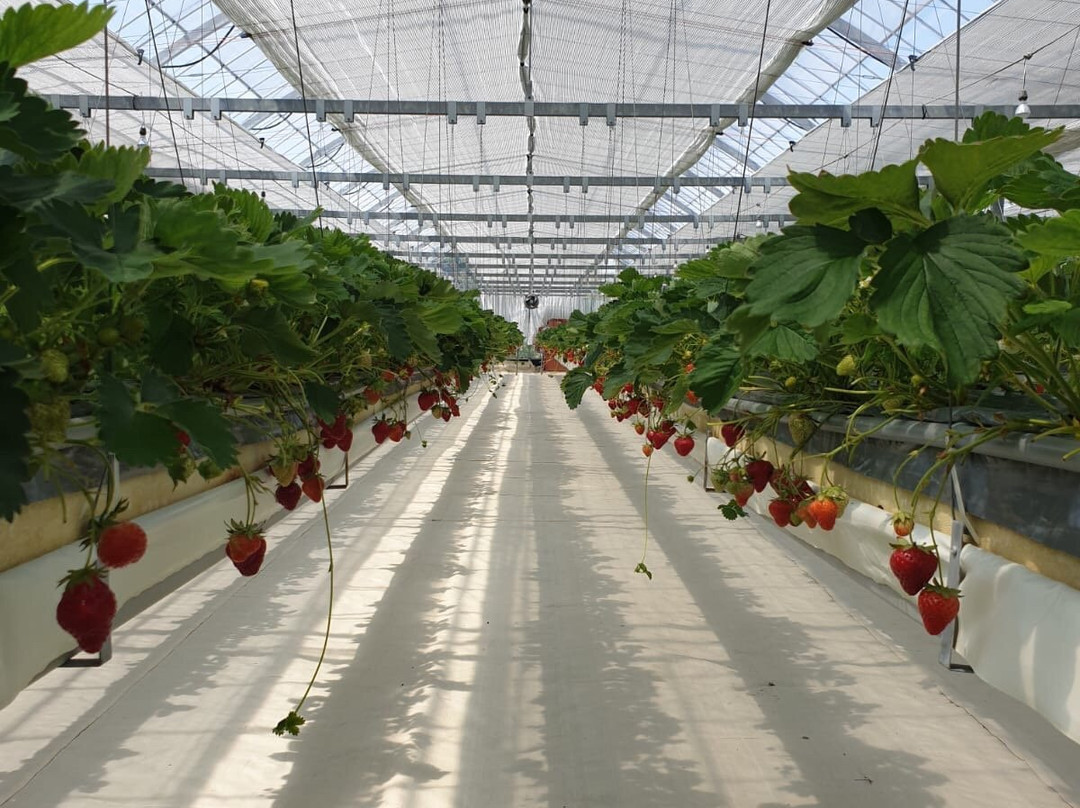 Strawberry Farm Haru-岸和田市必去景点