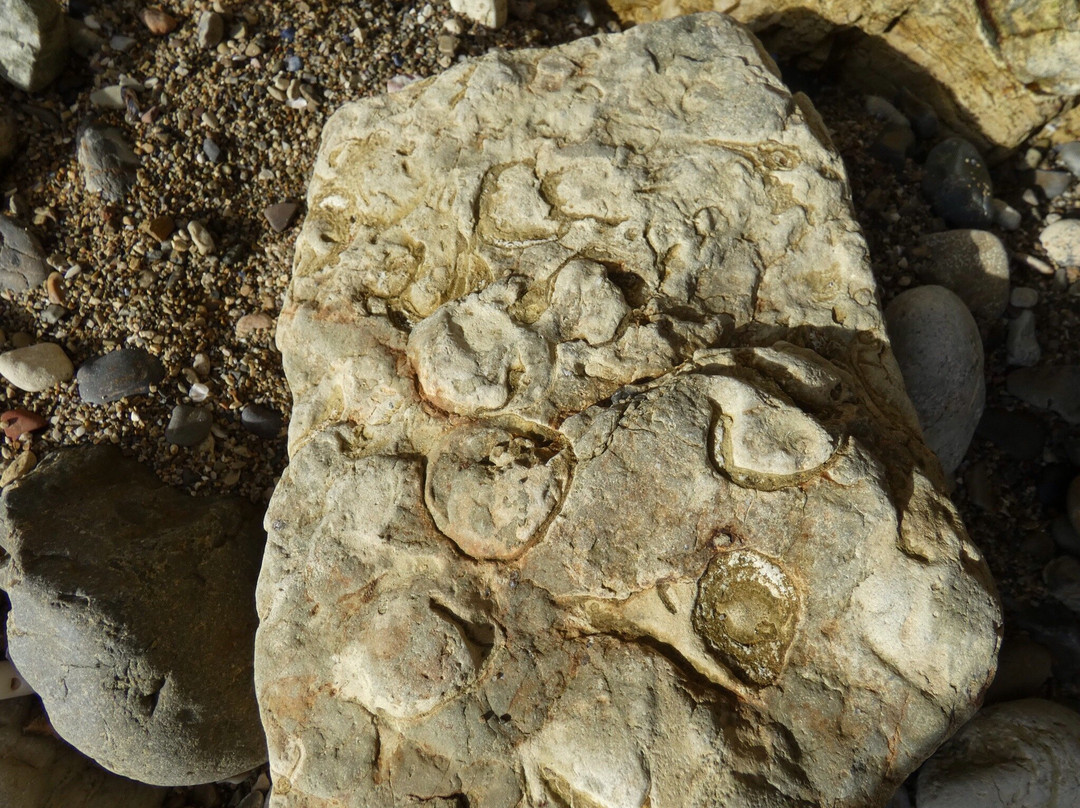 Fossil Cove景点图片
