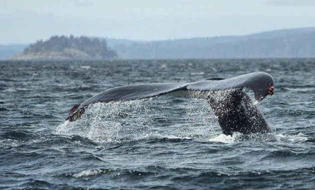 PRINCE OF WHALES Whale & Marine Wildlife Adventures景点图片