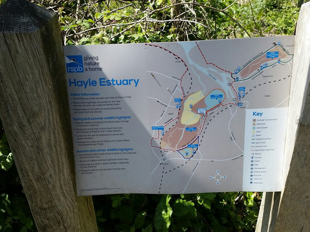 RSPB Hayle Estuary-Hayle必去景点