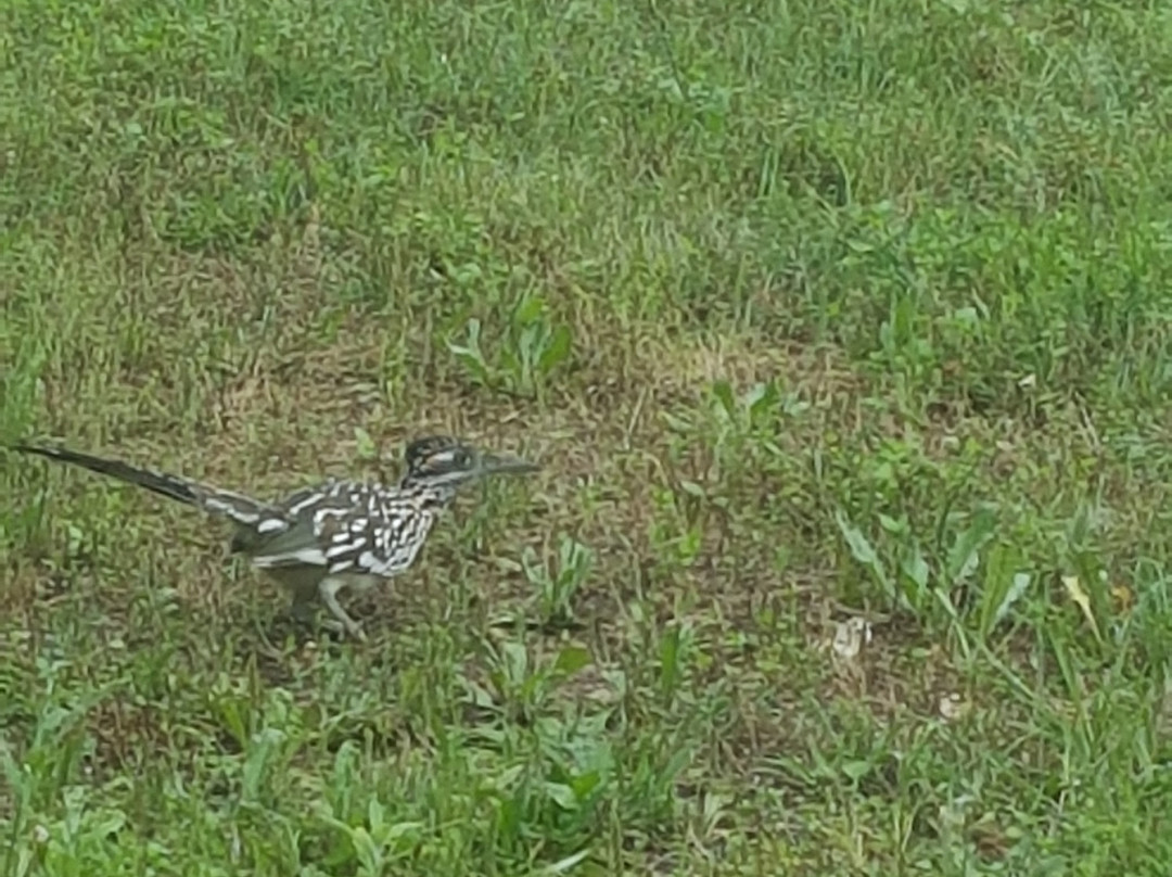 Wellspring Retreat Bed & Breakfast Round Top主图