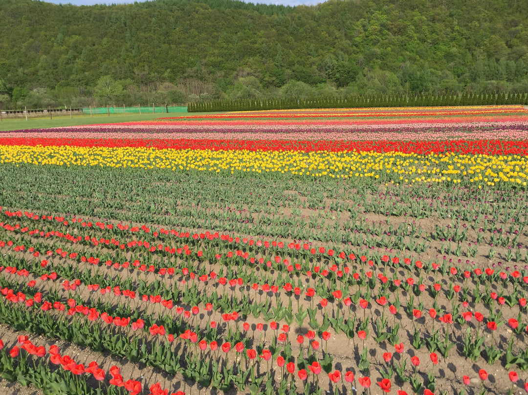 Kamiyubetsu Tulip Park景点图片