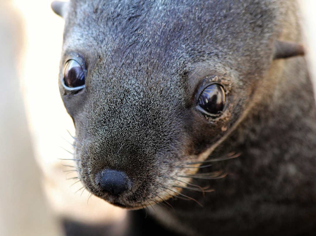 null-Skeleton Coast National Park