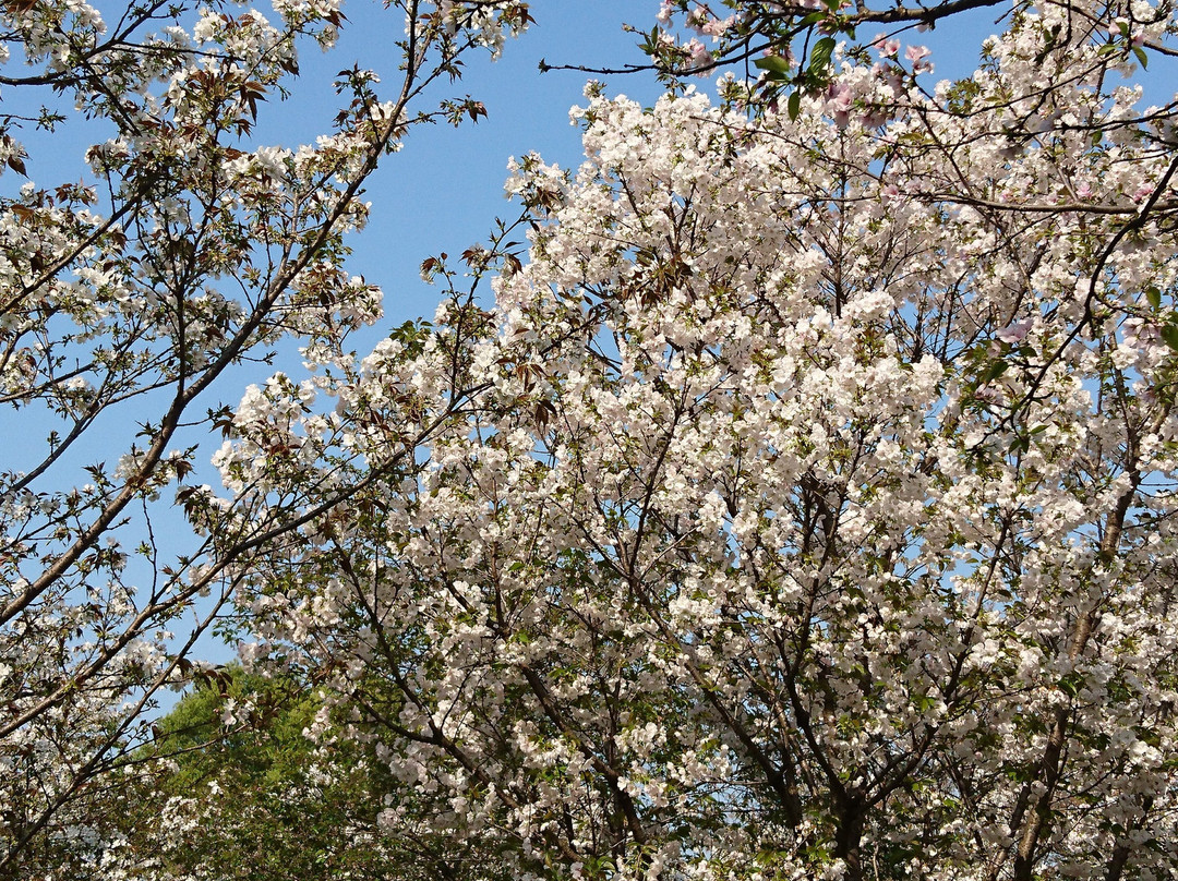 武汉东湖磨山樱园-武汉市必去景点