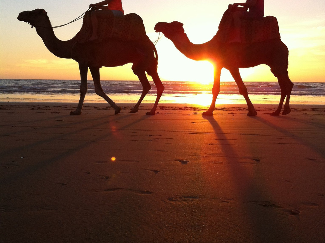 Agadir Horse & Camel-Taghazout必去景点