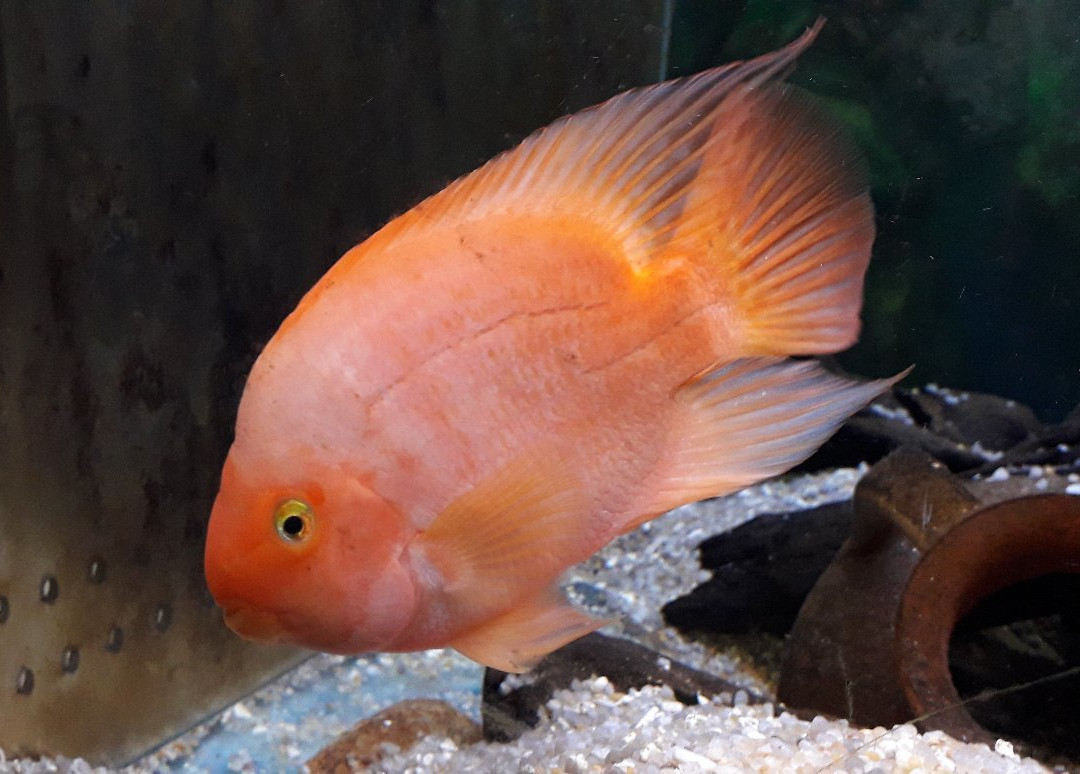 Zoo Acquario di Imola-伊莫拉必去景点