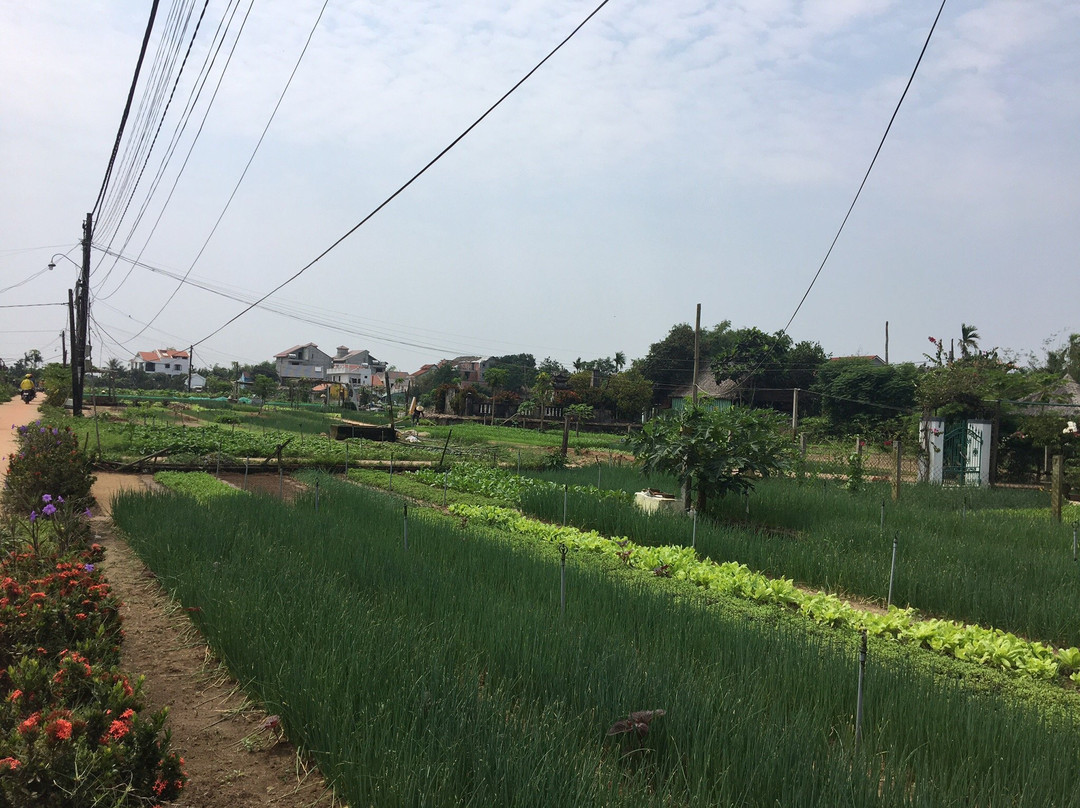 Tra Que Minty Garden-会安必去景点