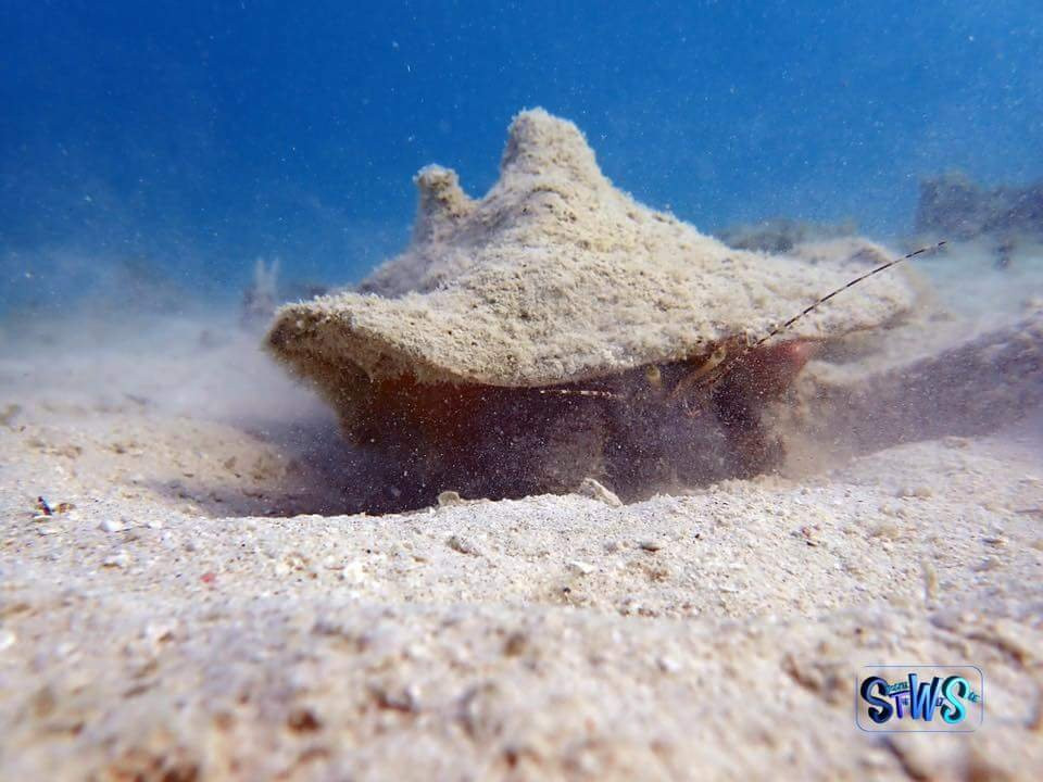 Snorkel the WetSide-夏洛特阿马利亚必去景点