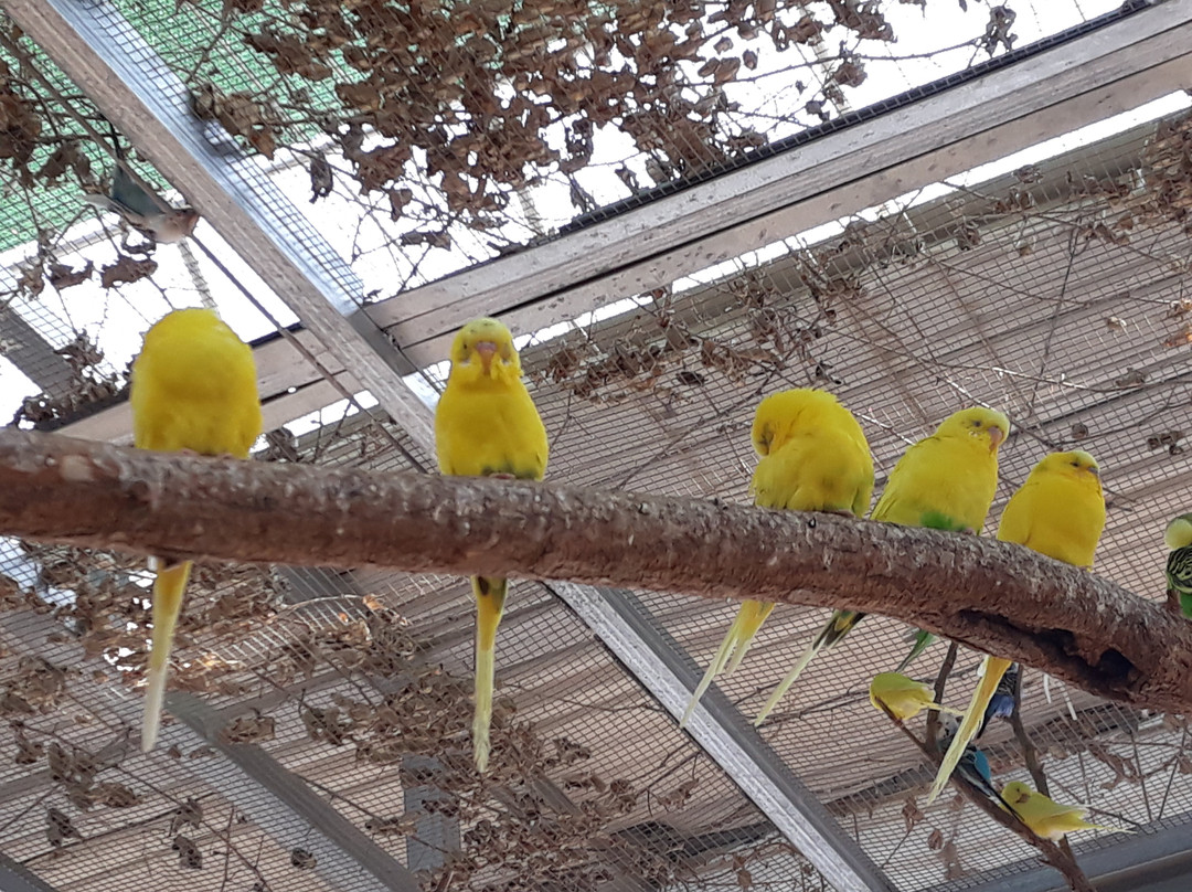 Gyeongju Bird Park-庆州市必去景点