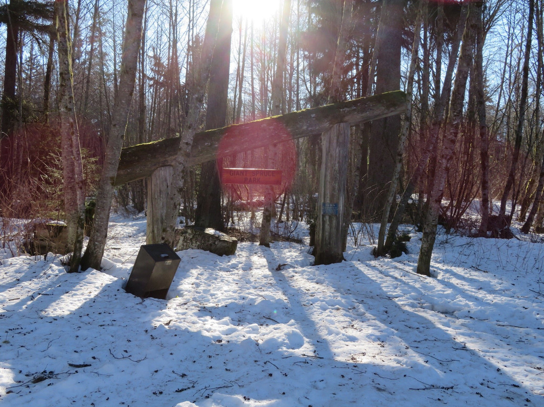 Giant Spruce Park-Kitimat必去景点