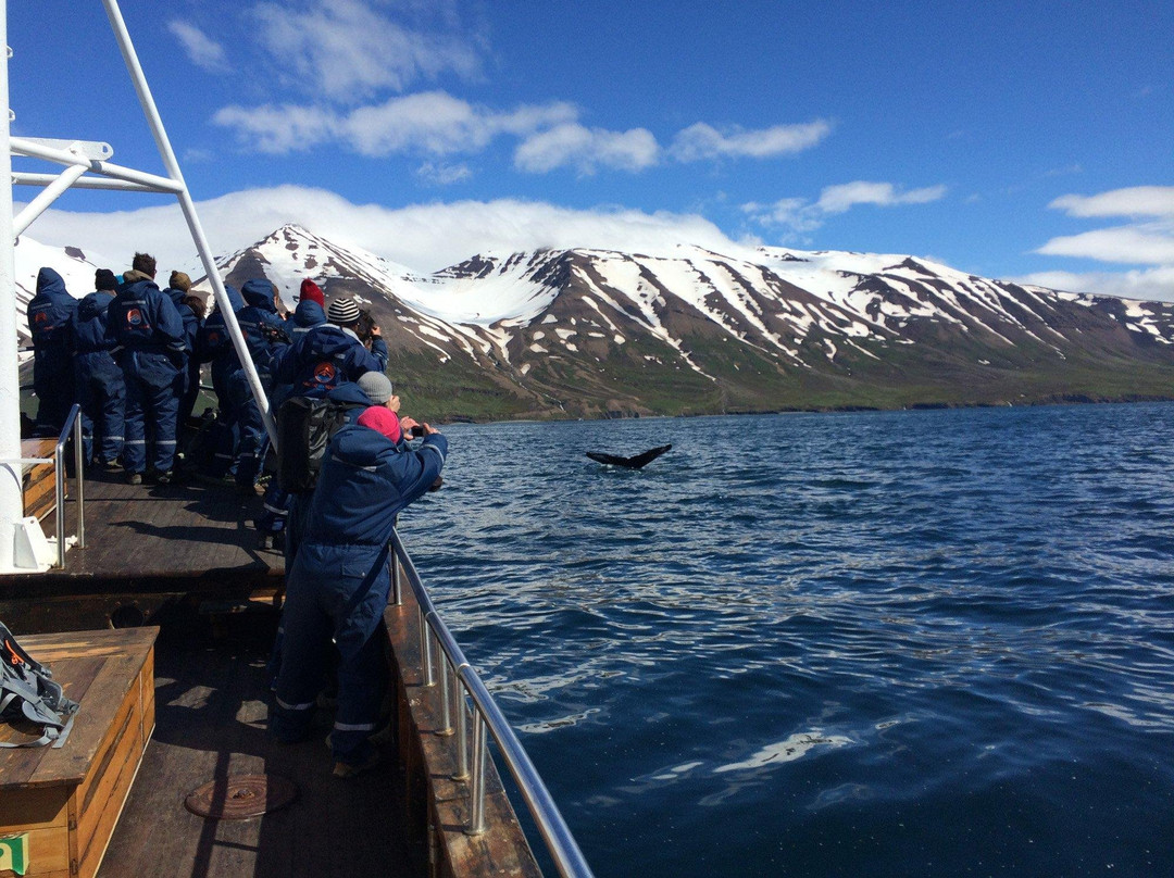 Arctic Adventures-凯夫拉维克必去景点