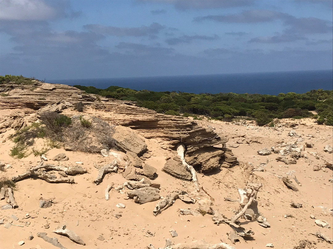 Calcified Forest-King Island必去景点