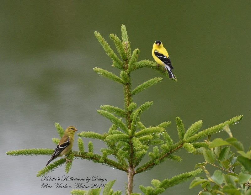 Down East Birdwatching and Nature Tours-巴港必去景点